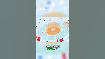 Cell Membrane | How Molecules Move In and Out