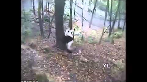 Panda Attempts to Climb Tree During Quake  Lastest News
