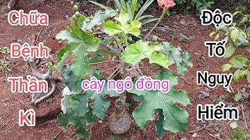Cây Ngô Đồng, công dụng chữa bệnh và những tác hại rất nguy hiểm ít người biết !