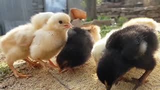baby chicks chirping sound