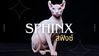 แมวไร้ขนสุดเซ็กซี่ แสนเร้าใจ "สฟิงซ์" [5 เรื่องรู้หรือไม่]