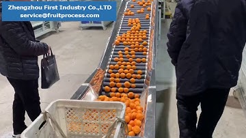 Mandarin sorting machine, Citrus grading machine, elertronic weight grading equipment