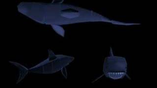 Maya Shark Overlap Animation