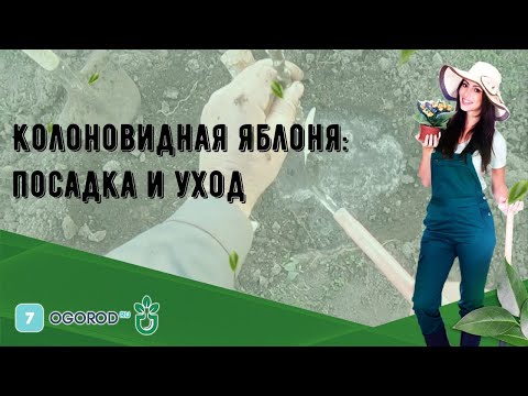 Колоновидная яблоня: посадка и уход