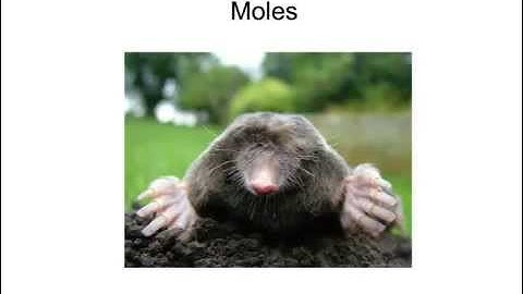 OCR Gateway B C5 Moles Review (Higher)