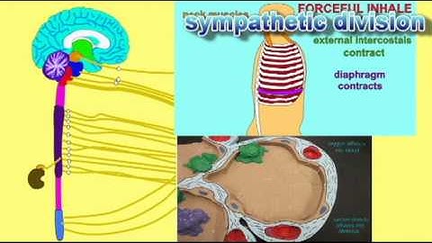 AUTONOMIC NERVOUS SYSTEM  MUSCLE RESPIRATORY