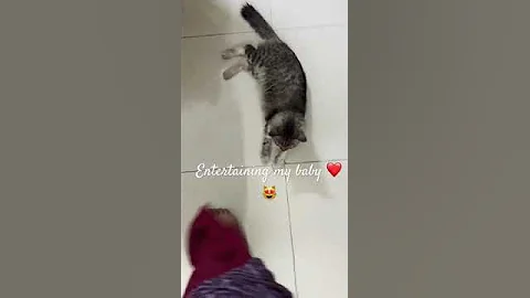 Watch the video about My beautiful Siberian cat ❤️😻