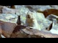 Funny Talking Animals - Walk On The Wild Side - Episode One Preview - BBC One