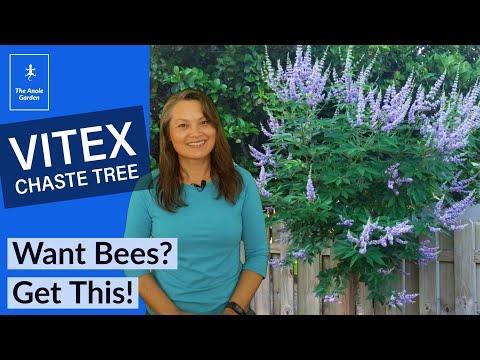 Video: Vitex Chaste Trees - Informasjon om å dyrke et kyskt tre