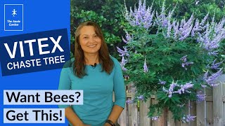 Vitex Chaste Trees - Beautiful and Beneficial!