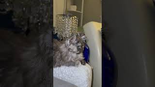 #cat#kitten#scotishcat#persian#cuteanimalsa#cute#kitty