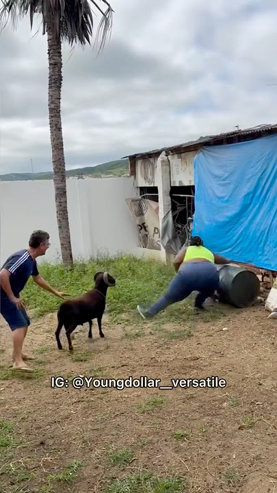 Greatest of all time Goat 😂 #bigyd #fypシ゚ #viralシ #viralvideoシ #facebookviral #trend #facebookpost