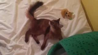 Aine & a silvervine fox toy by fryga 305 views 7 years ago 4 minutes, 45 seconds