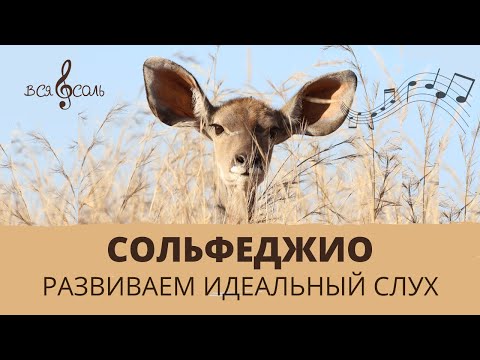 Развиваем идеальный слух. Тренажер для развития музыкального слуха.