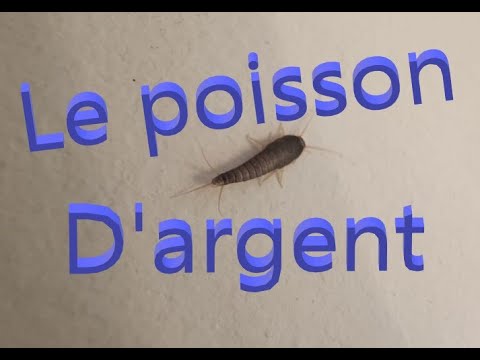 Vidéo: Comment se débarrasser de l'odeur du poisson : méthodes et recommandations