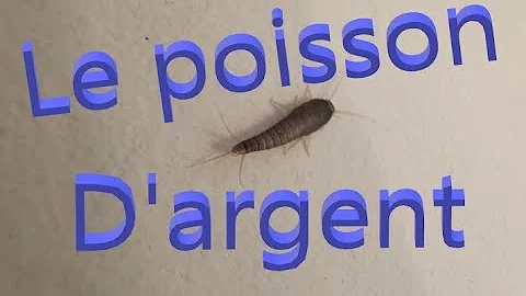 Pourquoi j'ai des poissons d'argent dans la maison