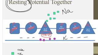 Notes for IB Biology Chapter 6.5