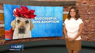 The list of 20+ how to make a dog adoption successful