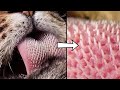 This Animal&#39;s Tongue Can Rip Your Skin Off