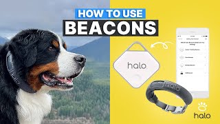 COMPREHENSIVE GUIDE TO HALO COLLAR BEACONS FOR DOG TRAINING AND SAFETY