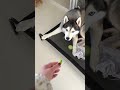 うちのペットたちみんなに、大根をひと切れずつあげています 🫜 🐕🐶#shortsのサムネイル