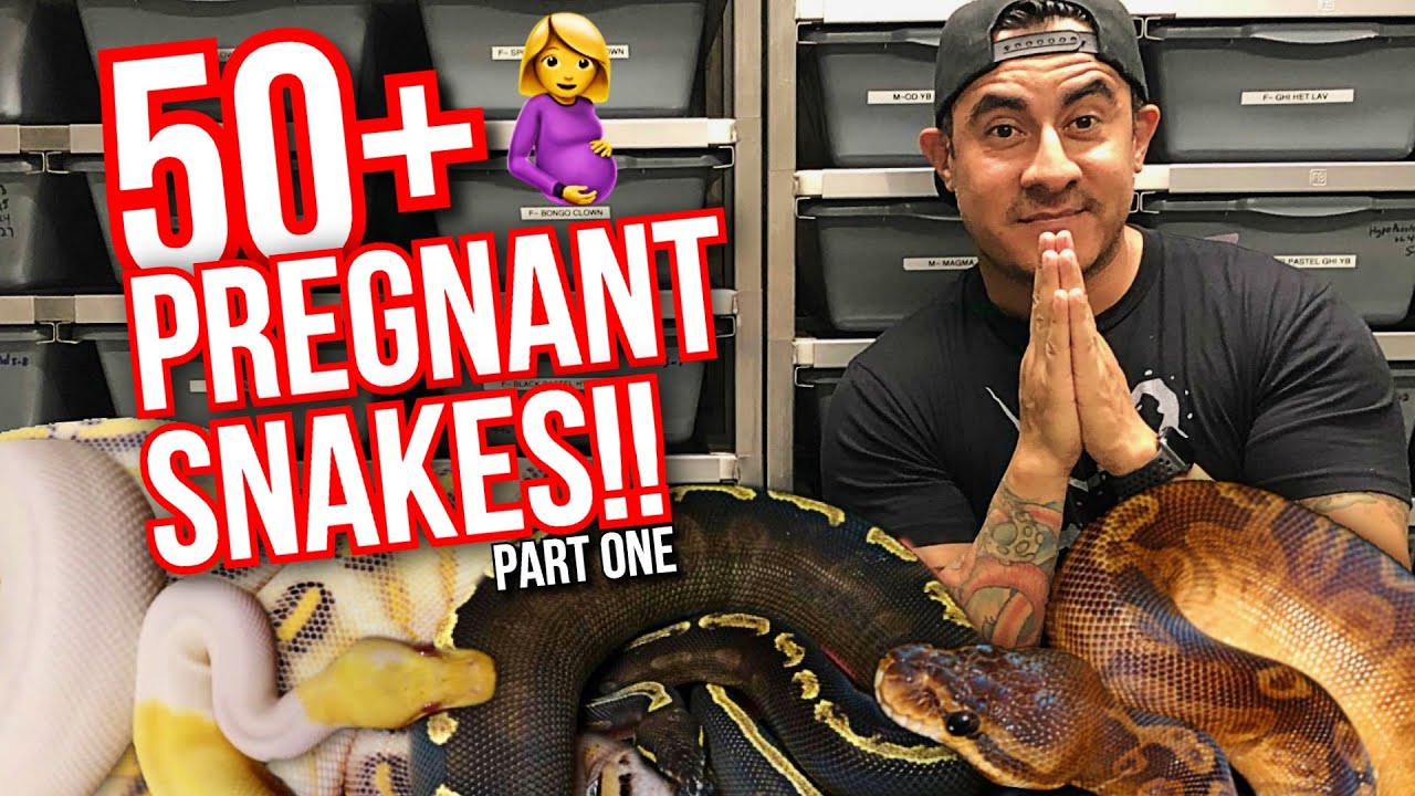 50+ PREGNANT SNAKES?!! PART ONE ALL MY SNAKE PROJECTS!! YouTube