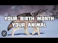 Your Birth month, Your Animal