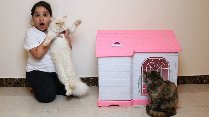 شرينا قط جديد شوفوا ردة فعل قطتنا !! عصبت !! Our cat Meet Our New cat angry cat
