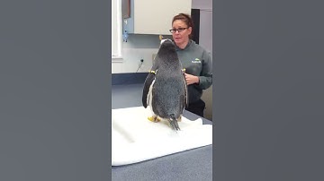 Meeting a Gentoo Penguin