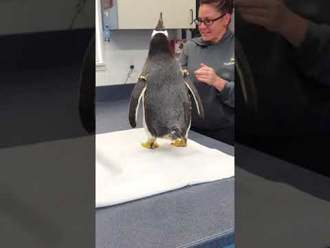 Video: Pet Scoop: tučňák s ztrátou pérování dostane oblek, kočka pojmenovaná nejdelší na světě