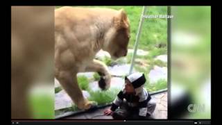 Lion Tries to Eat Baby at Oregon Zoo - CNN