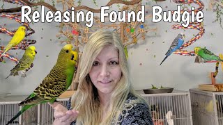 It's time to release the budgie that I found! Lost budgie meets my flock! Will she fit in?