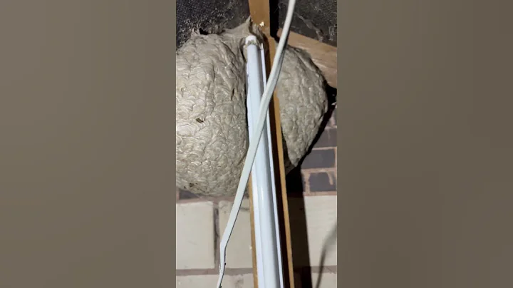 Scary giant wasps nest #nature #wasp #nest