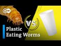 Plastic-Eating Worms and the Future of Recycling