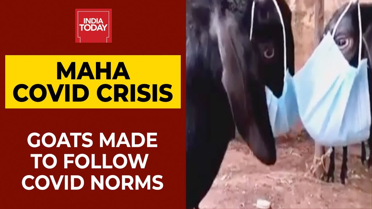 Maharashtra Covid Crisis: Goats Wear Masks & Made To Follow Social Distancing Norm | India Today