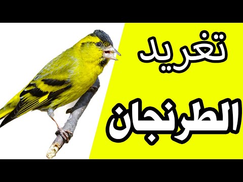 تغريد طائر الليكرا الطرنجان شريط عالي الجودة لصوت النعار البري الاوراسي