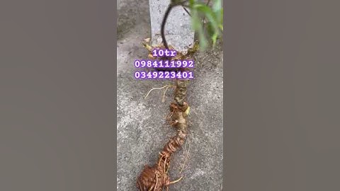 cụ sâm rừng tự nhiên #sâm_ngọc_linh_rừng #sâm_ngọc_linh #sâm_lai_châu_rừng