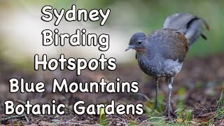 Sydney Birding Hotspots - #17 Blue Mountains Botanic Gardens