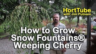 How to grow Snow Fountains® Weeping Cherry  Weeping White Flowering Cherry