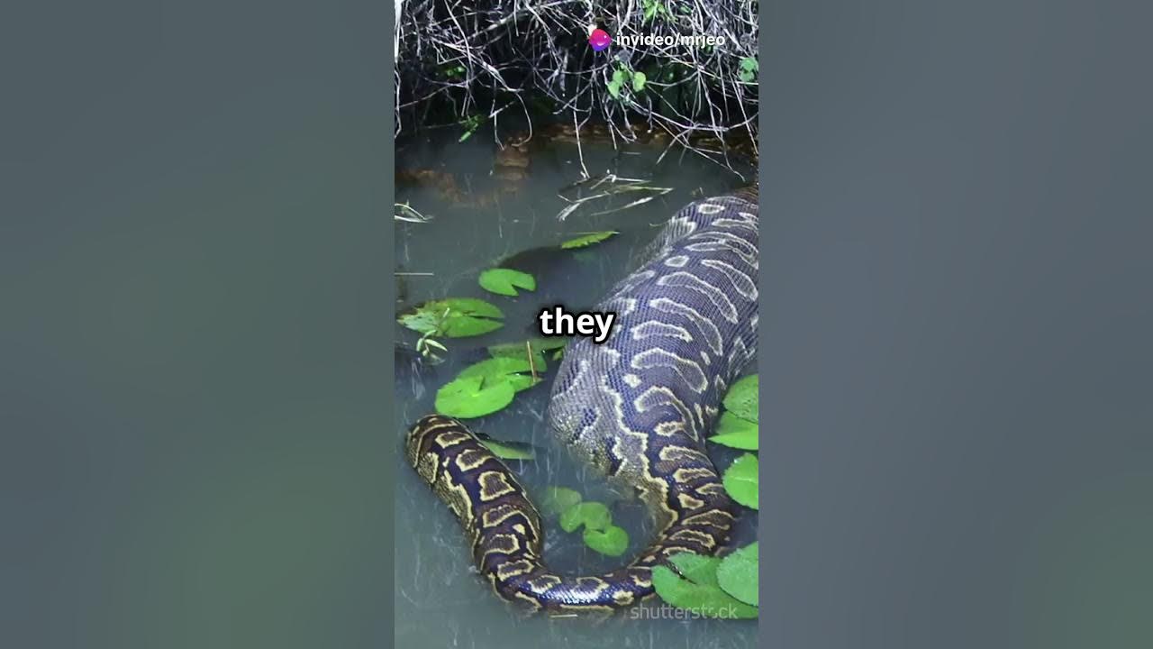 Man Swallowed Whole by Python! (If You Ever Forget This Story by any ...