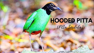Hooded Pitta, burung Paok hijau dengan warna yang indah.