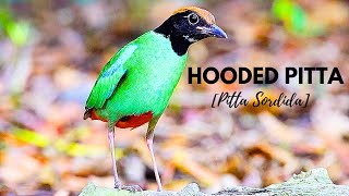 Hooded Pitta, burung Paok hijau dengan warna yang indah.