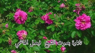 تلاوة من القرآن الكريم بصوت الشيخ فيصل الهاشمي