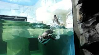 Пингвины в Казанском океанариуме