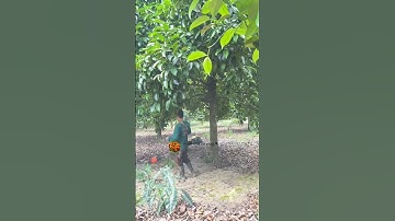 biến máy cắt cỏ chế thành máy thổi bụi nhà vườn nên thử