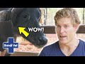 Poor Bull Has Horns GROWING Into It's Head! | Bondi Vet