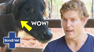 Poor Bull Has Horns GROWING Into Its Head! | Bondi Vet Clips | Bondi Vet