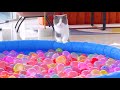 Do Cats Like Water Balloon Pit? | Compilation