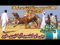 Camel weightlifting in Mangla Pakistan | Camels weight lifting  Camel Fastivel Part 2 اونٹوں کا میلہ