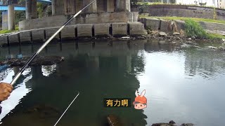 花蓮-美崙溪中山橋下 釣況分享 Wild fishing in Taiwan. [嘟嘟釣魚狂#242] 2023/11/27 by 嘟嘟釣魚狂 8,171 views 5 months ago 6 minutes